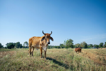 Brown cow grazing in a sunny, green pasture.