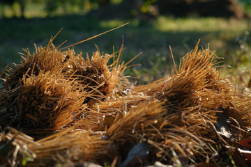 Close-up view of harvested rice straw bundles lying in a lush green field
