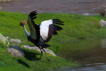 photographs of cranes in the heart of African nature