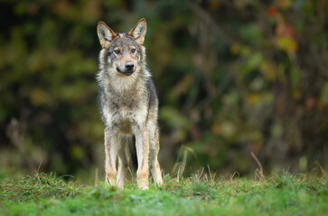 Grey wolf ( Canis lupus ) close up