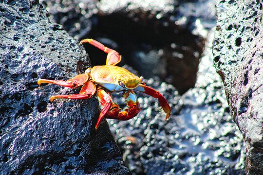 Red Crab on a rock on Isla Santa Cruz on Galapagos Archipelago in Ecuador