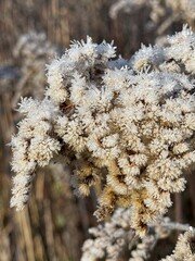 Wald Raureif