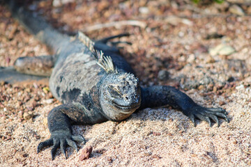 Iguana at Tortuga Beach, one of the most beautiful beaches on Isla Santa Cruz on Galapagos Archipelago
