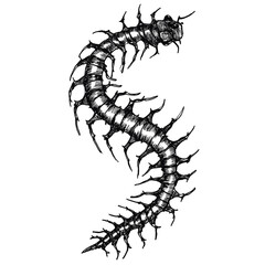 Detailed black ink drawing of a centipede with many legs.