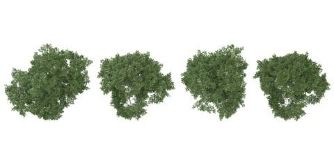 Set of Fagus trees isolated on white background from the top view