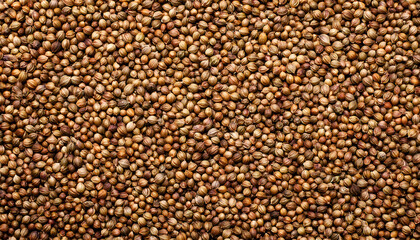 Fototapeta premium Crushed coriander seeds spread out on a flat surface, exuding a warm yellow brown hue and inviting culinary creativity in every home kitchen