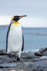 King Penguin in South Georgia Island and Falkland Islands