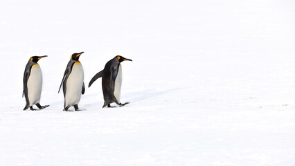 Fototapeta premium King Penguin in South Georgia Island and Falkland Islands