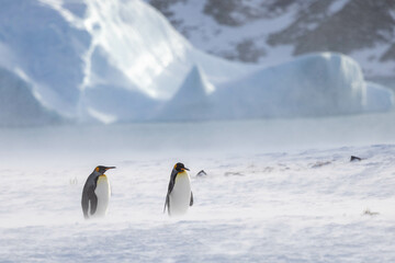 King Penguin in South Georgia Island and Falkland Islands