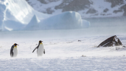 King Penguin in South Georgia Island and Falkland Islands