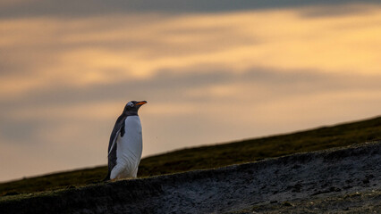 King Penguin in South Georgia Island and Falkland Islands