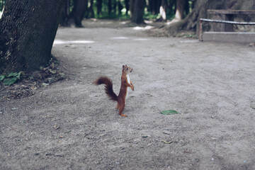 Squirrel stands on its hind legs in the forest. Nature, animals