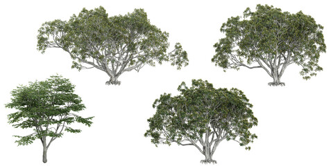 Set of Fagus,Ficus trees isolated on white background