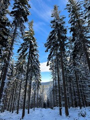 Fototapeta premium Winter