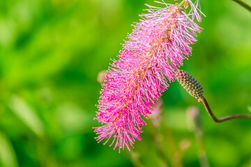 Cute pink flowers of the blunt bloodworm, Sanguisorba obtusa