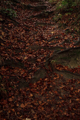orange autumn leaves tree roots background top view