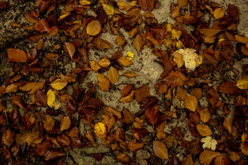 autumn leaves yellow orange background top view
