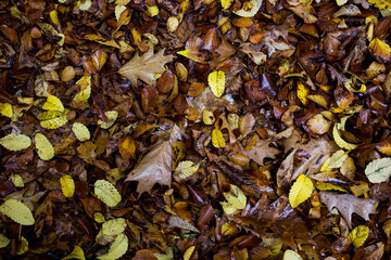 autumn leaves yellow orange background top view