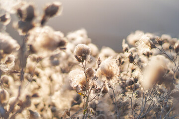 Soft Glow of Wild Dried Thistles