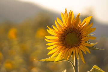 Close-Up of a Sunflower in a Sunlit Field