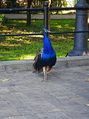 Peacock in Zoo
