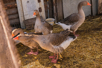 Five grey geese stretching their necks and walking around the paddock