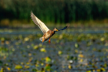A female mallard duck, Anas platyrhynchos, takes flight at Harbor Island in Grand Haven, Michigan