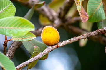 Curriola (Pouteria ramiflora) wild fruit from the Brazilian cerrado biome
