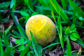 Curriola (Pouteria ramiflora) wild fruit from the Brazilian cerrado biome