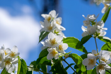 Philadelphus coronarius sweet mock-orange white flowers in bloom on shrub branches, flowering English dogwood ornamental plant