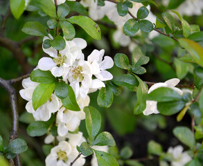 Japanese quince flowering, variety "Nivalis" (Chaenomeles japonica speciosa Nivalis)