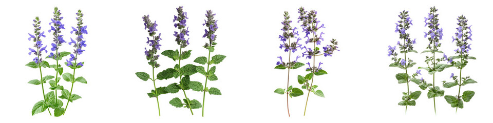 Fototapeta premium Catmint isolated on transparent background, Set of