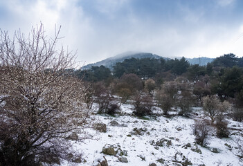 winter season. snowy mountains roads and forests. winter landscapes.