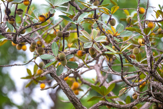 Curriola (Pouteria ramiflora) wild fruit from the Brazilian cerrado biome