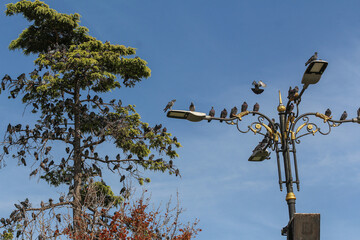 Birds on the street lamp, on the tree branch, in the sky, by the pool