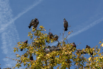 Birds on the street lamp, on the tree branch, in the sky, by the pool