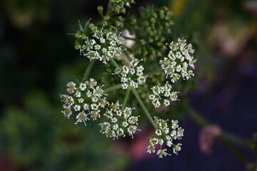 Ashitaba flowers. A fast-growing, healthy vegetable native to Japan, belonging to the Apiaceae family. Small pale yellow flowers bloom in autumn.