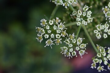Ashitaba flowers. A fast-growing, healthy vegetable native to Japan, belonging to the Apiaceae family. Small pale yellow flowers bloom in autumn.