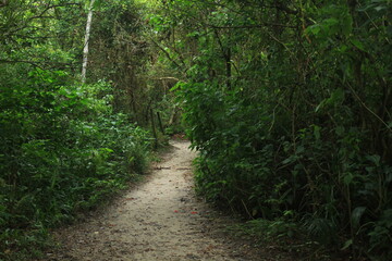 Obraz premium path in the forest
