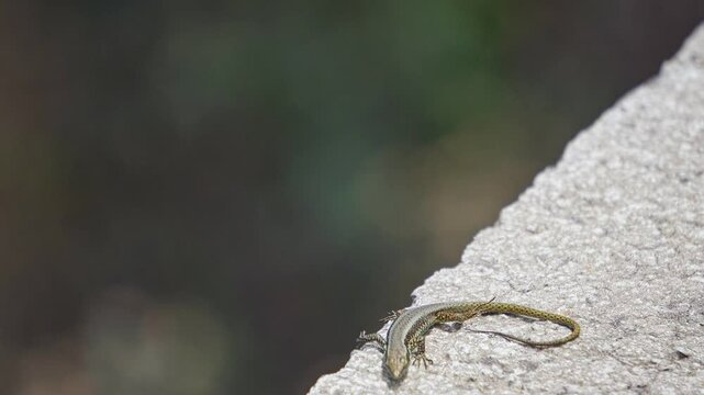 Small lizard, Teira dugesii, native to Madeira, Portugal, sunbathing on a stone wall. The Madeiran wall lizard is an endemic species of the Madeira archipelago