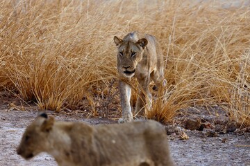 lion strolling around in African savannah