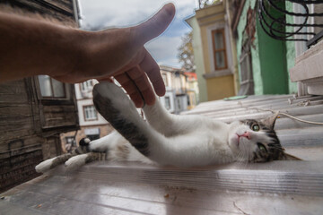 Cats are the cutest stray animals we live with in cities.