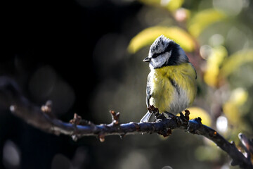 Una cinciarella (Cyanistes caeruleus) appollaiata su un ramo di un albero si gira a guardare dietro...