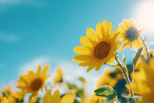 A field of yellow flowers with a blue sky in the background