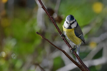Una cinciarella (Cyanistes caeruleus) appollaiata su un ramo di un albero guarda dritta davanti a...