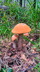 beautiful mushroom family léccinum aurantíacum of aspen mushrooms with red caps in autumn forest