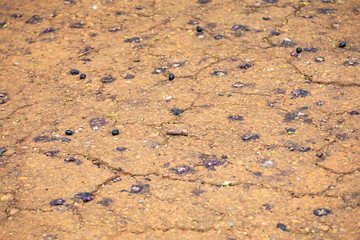 jamelão fruits (Syzygium cumini) in detail