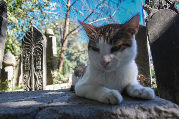 Cats are the cutest stray animals we live with in cities.