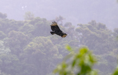 Black vulture in flight over a forest.