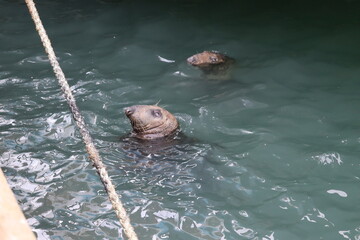 Seals in Ireland